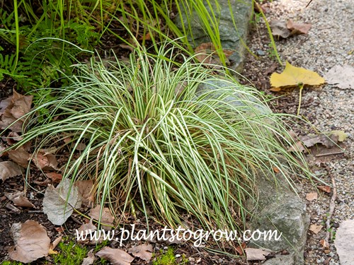 Grasshopper Sedge (Carex)